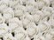 Bílá